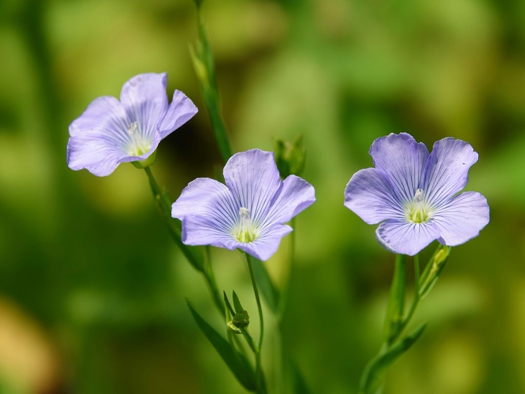 Flax