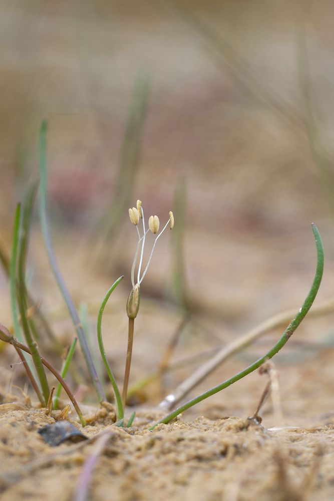 Shoreweed