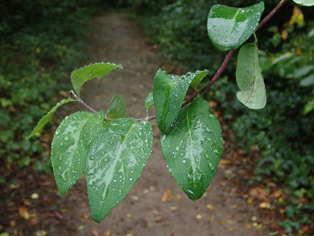 Honeysuckle