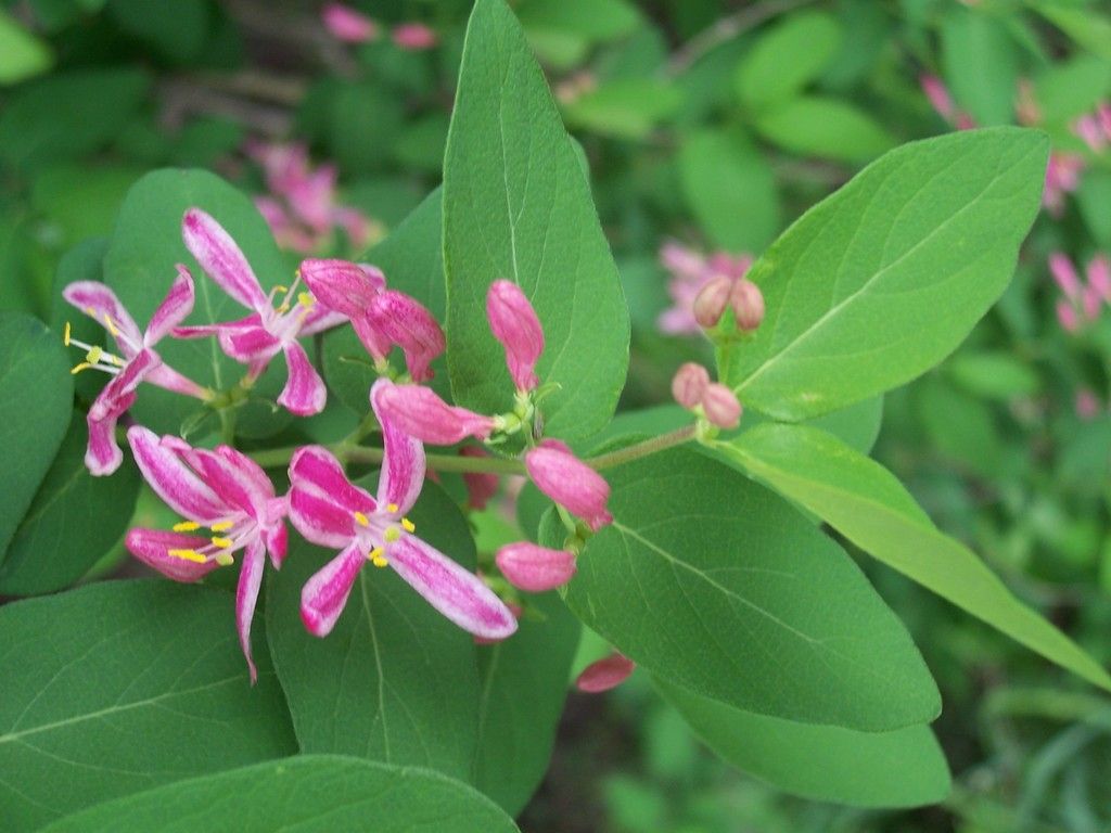 Tartarian Honeysuckle