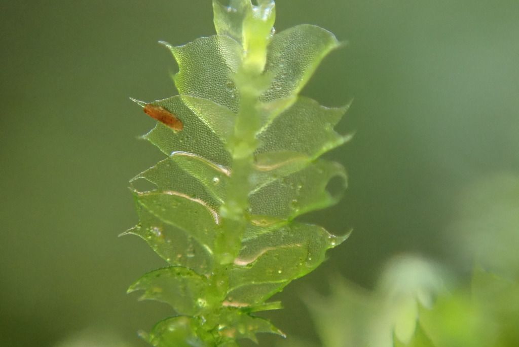 Bifid Crestwort
