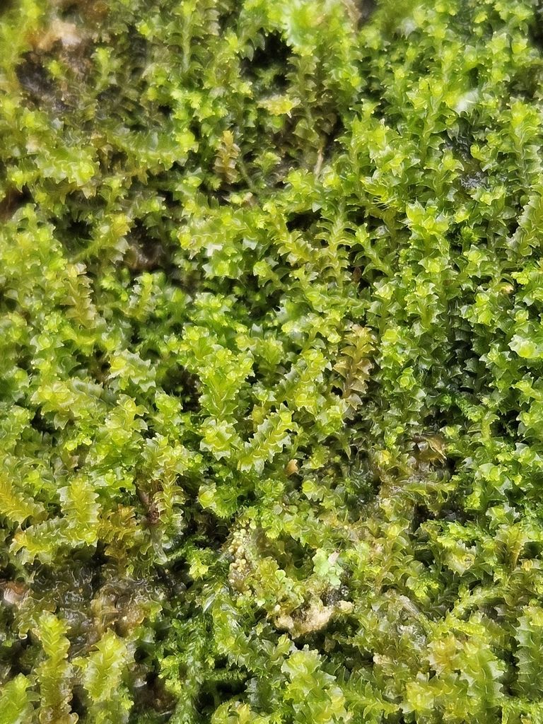 Tumid Notchwort