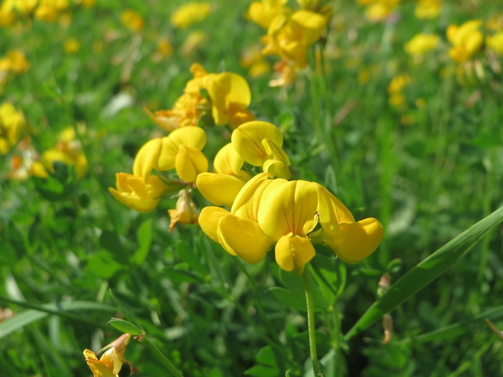 Common Bird's-foot-trefoil