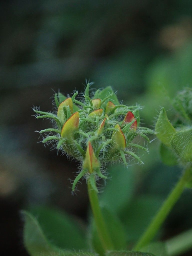 Greater Bird's-foot-trefoil