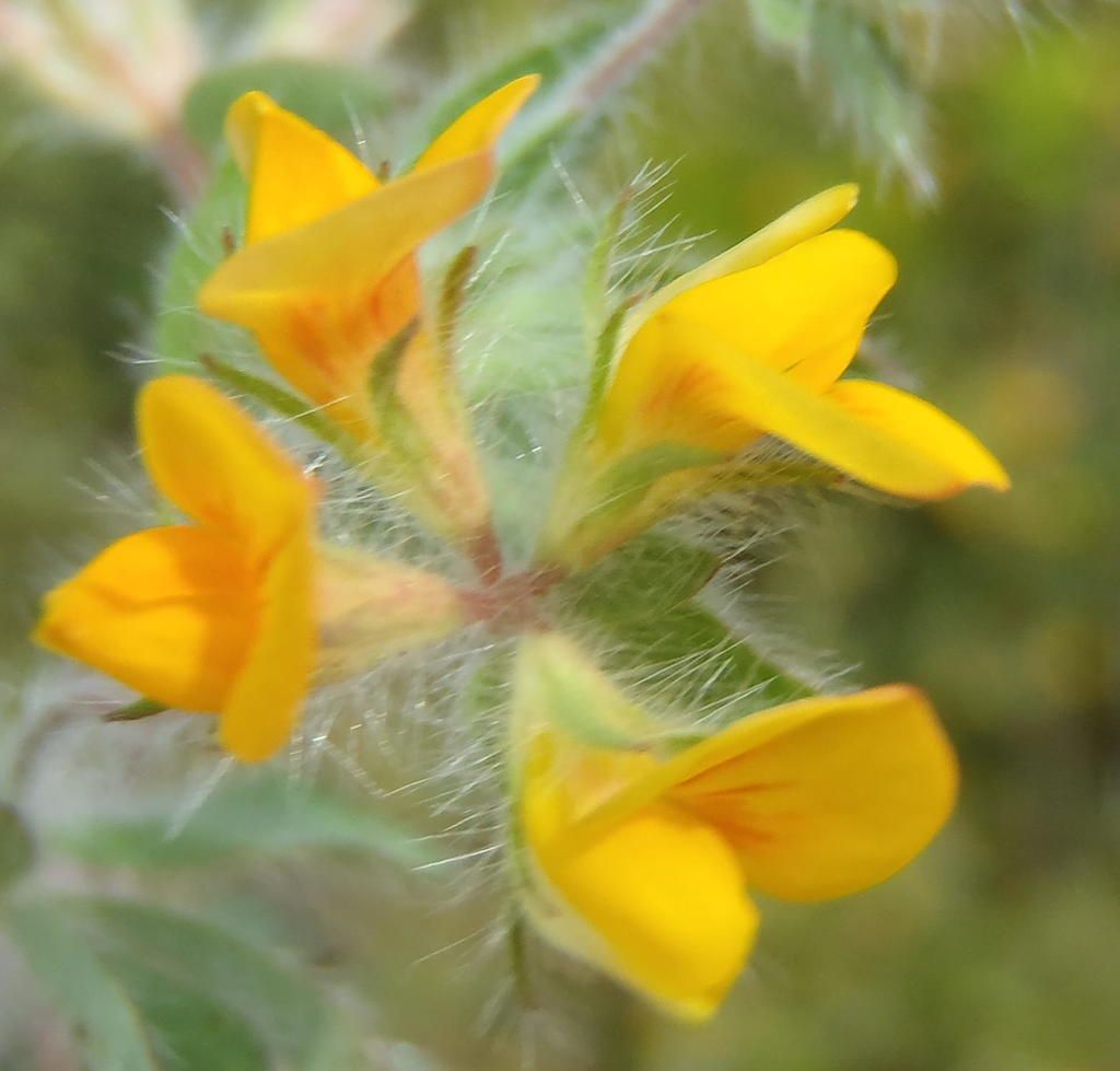 Hairy Bird's-foot-trefoil
