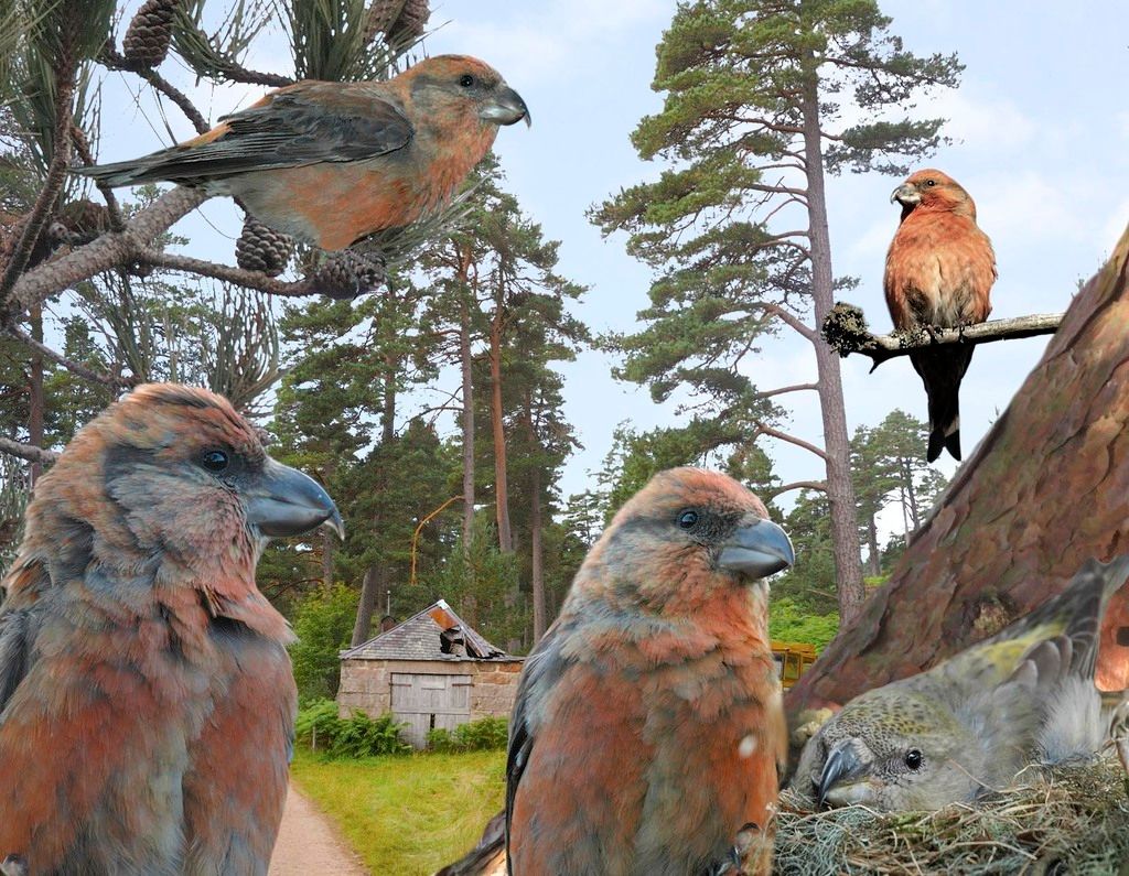 Scottish Crossbill