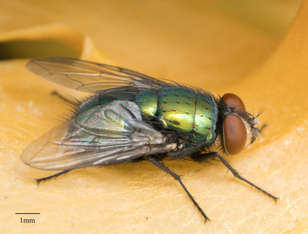 Sheep-strike Greenbottle