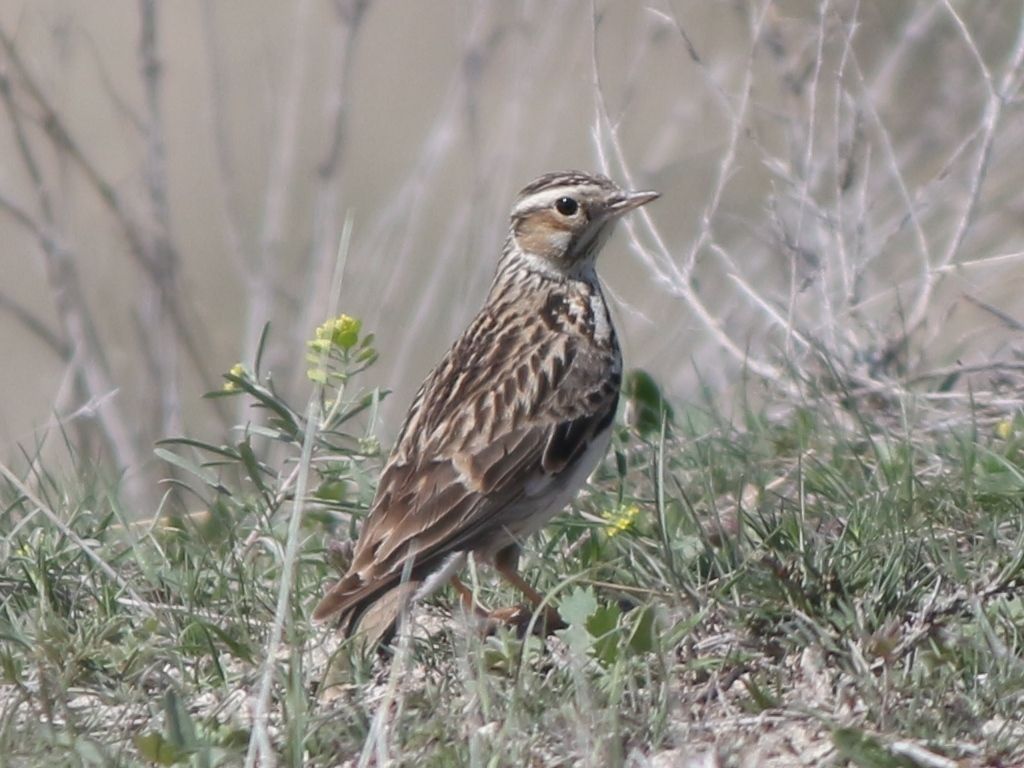 Wood Lark
