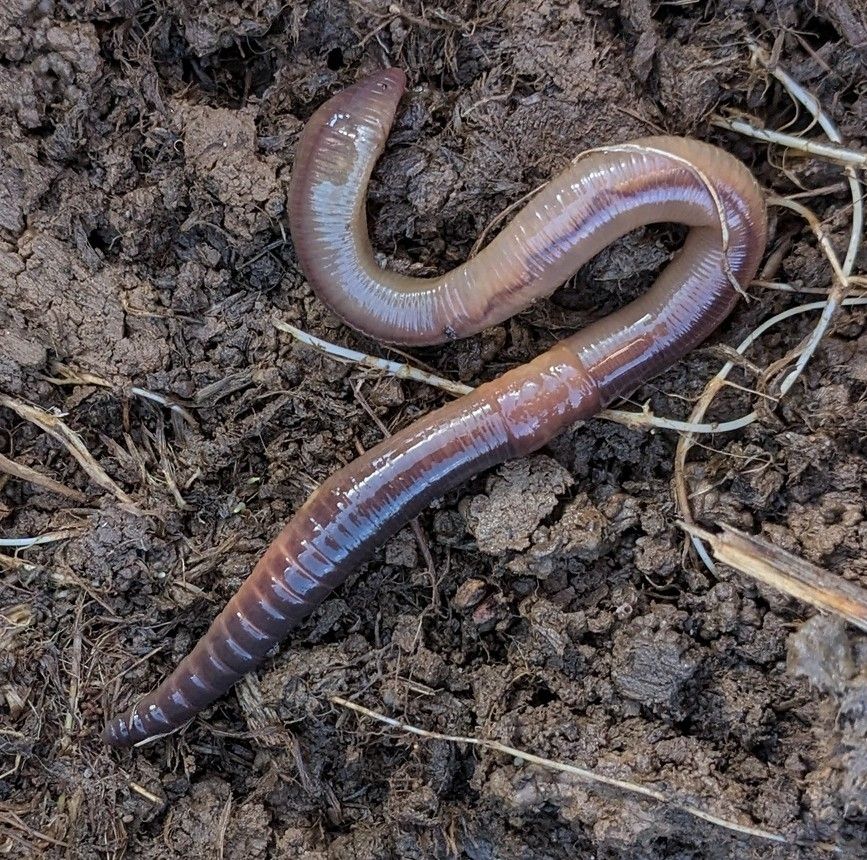 Common Earthworm