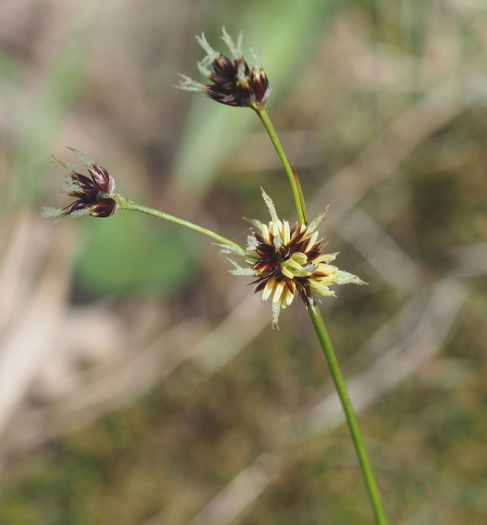 Field Wood-rush