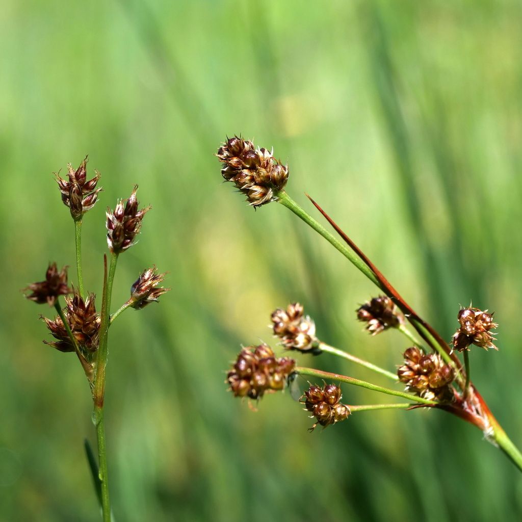 Heath Wood-rush