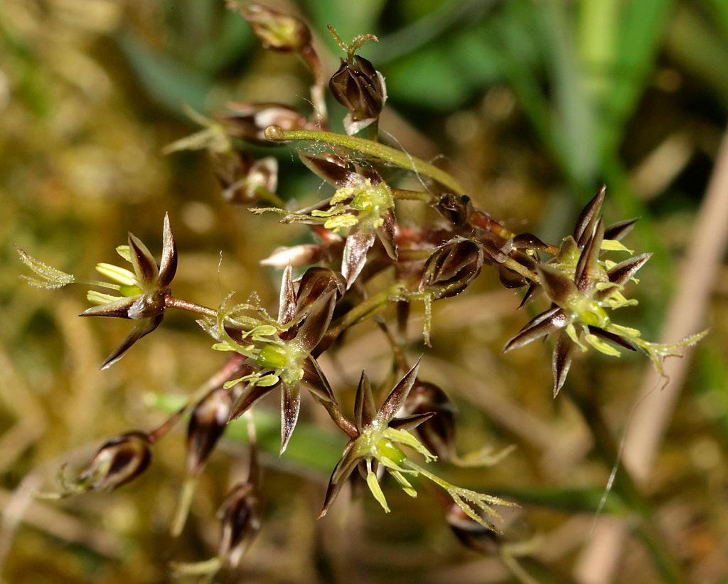 Hairy Wood-rush