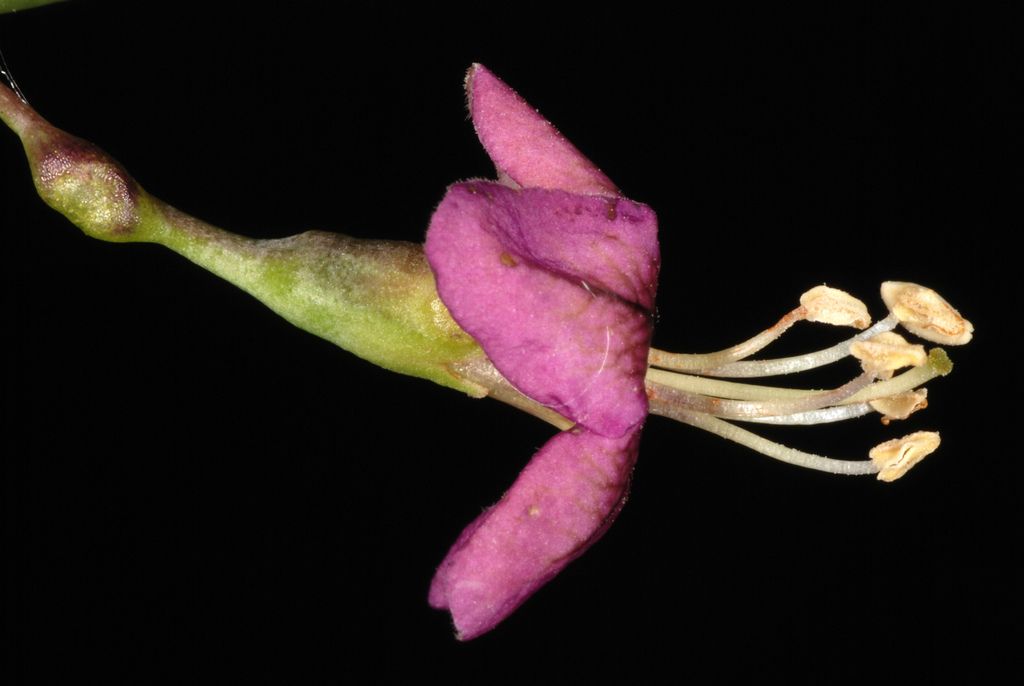 Duke of Argyll's Teaplant