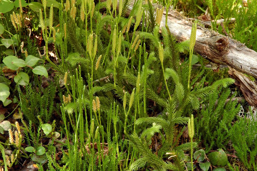 Stag's-horn Clubmoss