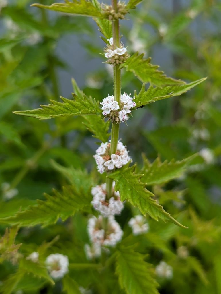 Gypsywort