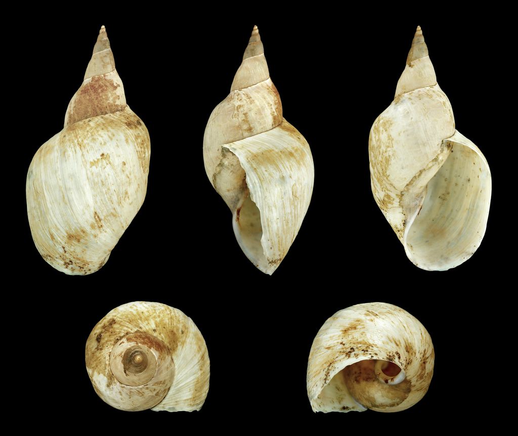 Great Pond Snail