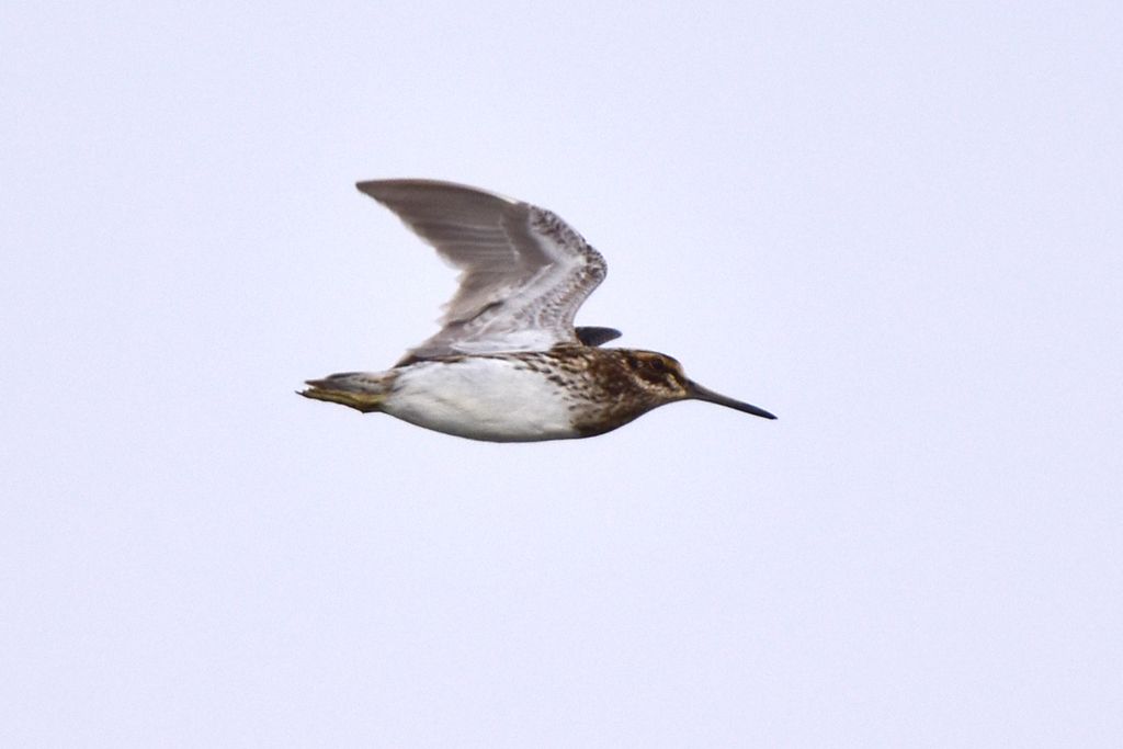 Jack Snipe