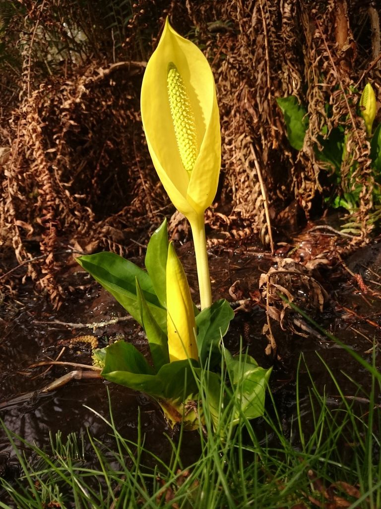 American Skunk-cabbage