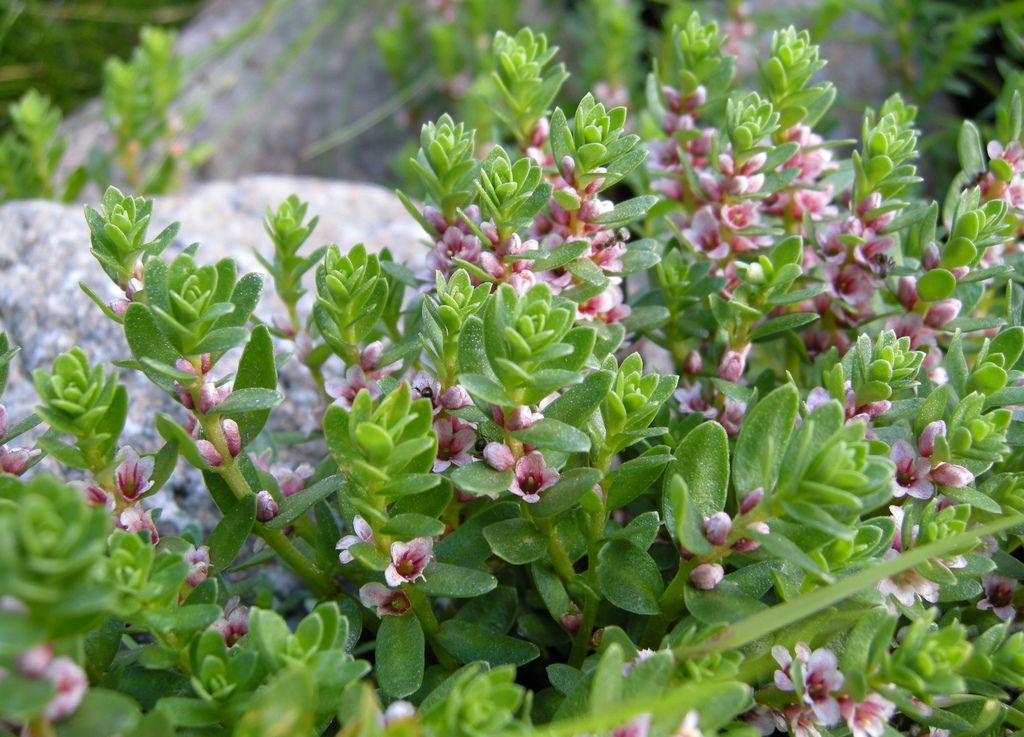 Sea-Milkwort