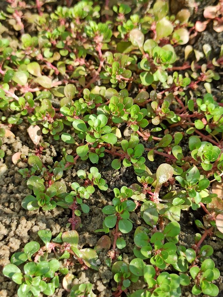 Water-purslane