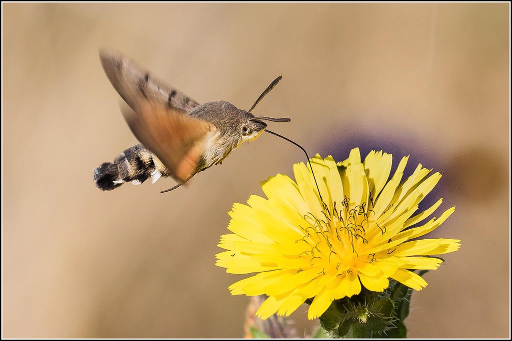 Humming-bird Hawk-moth