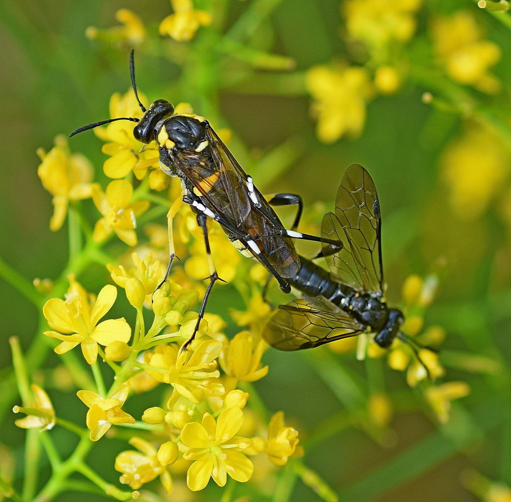 Dimorphic Strider