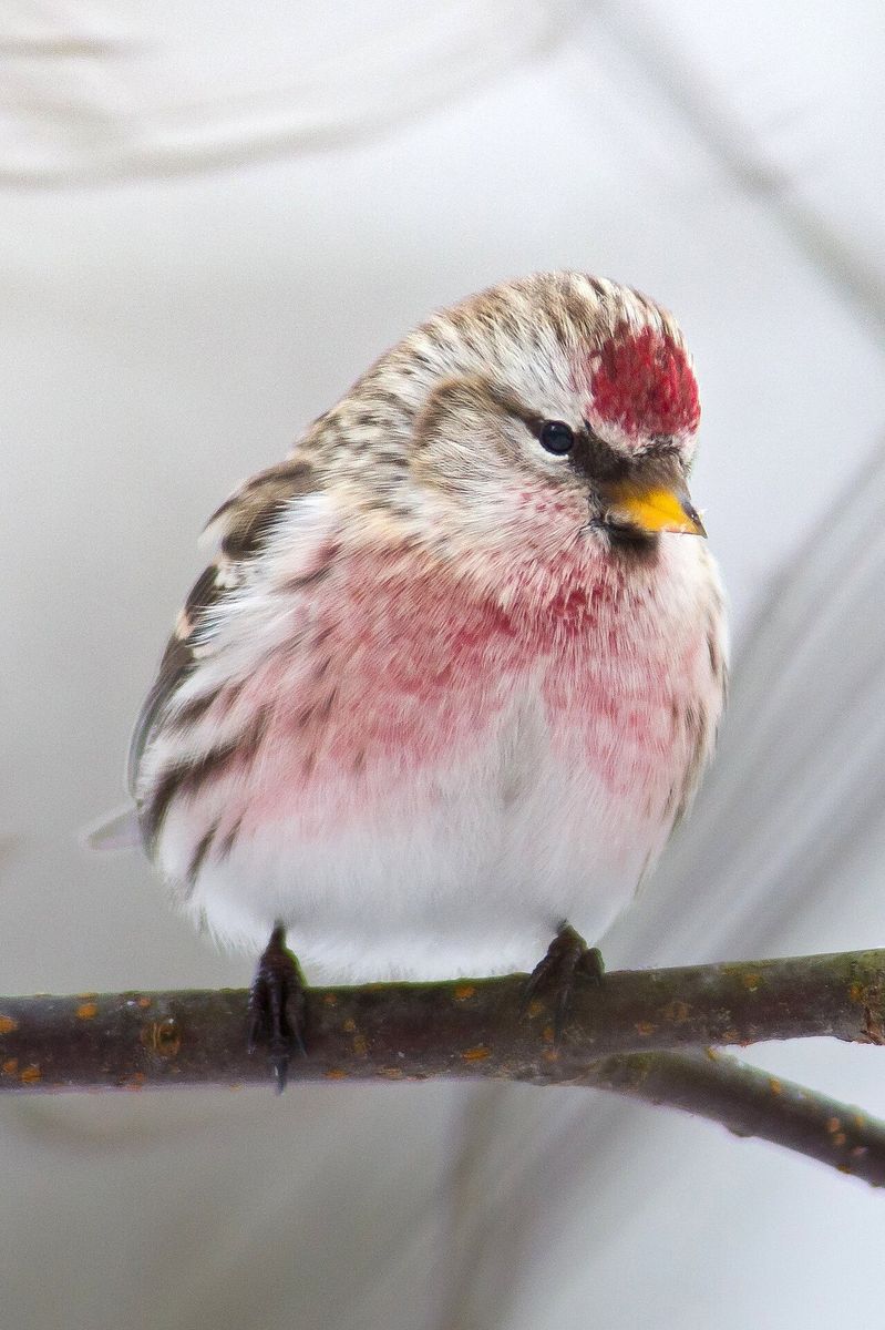 Greenland Redpoll