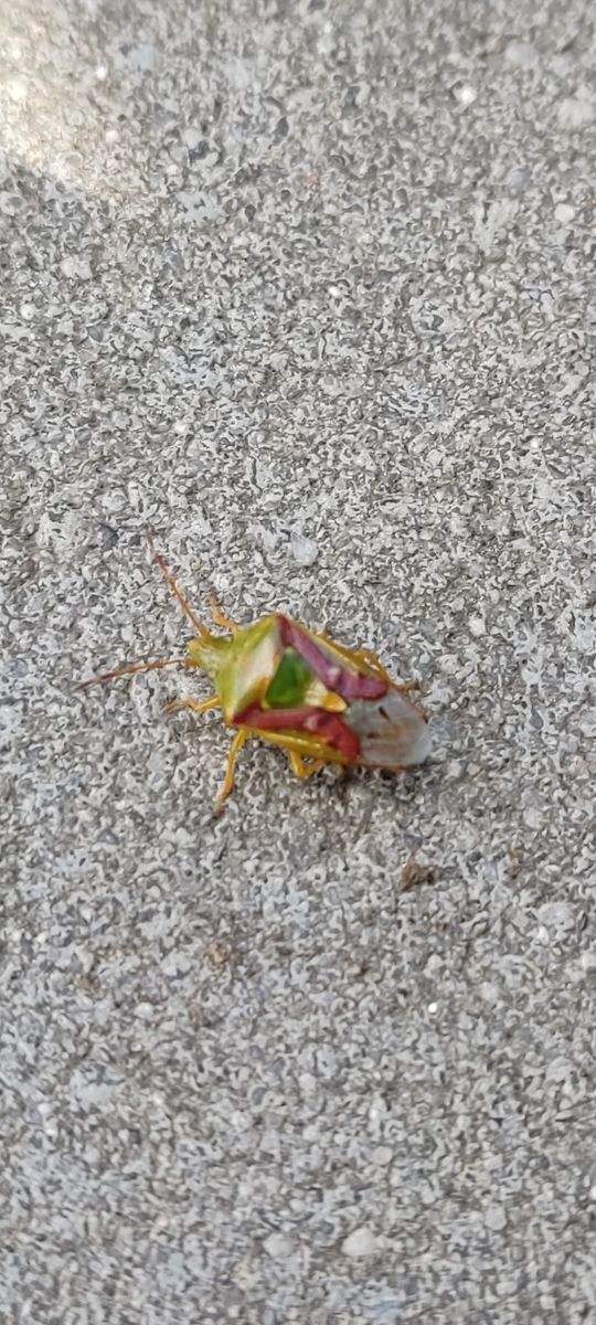 Hawthorn Shieldbug