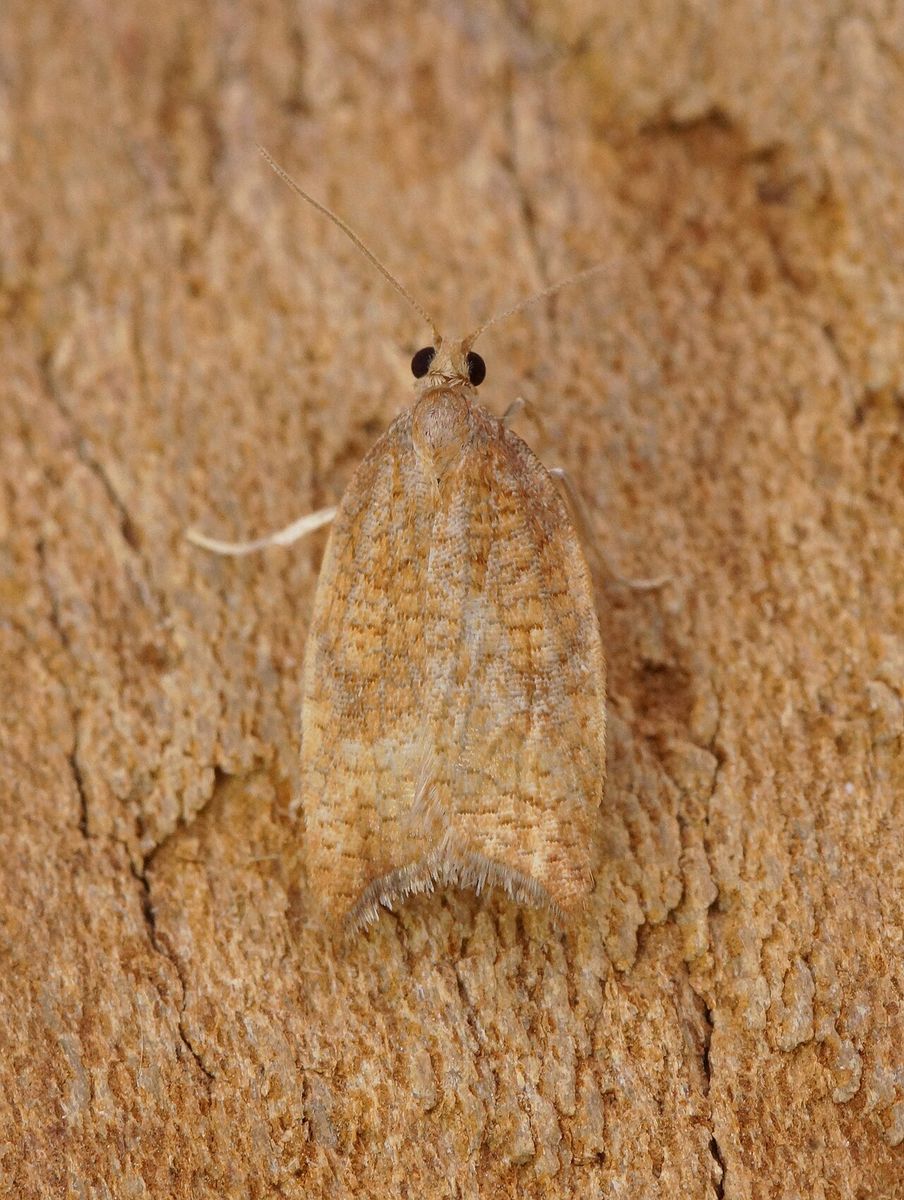 Rhomboid Tortrix