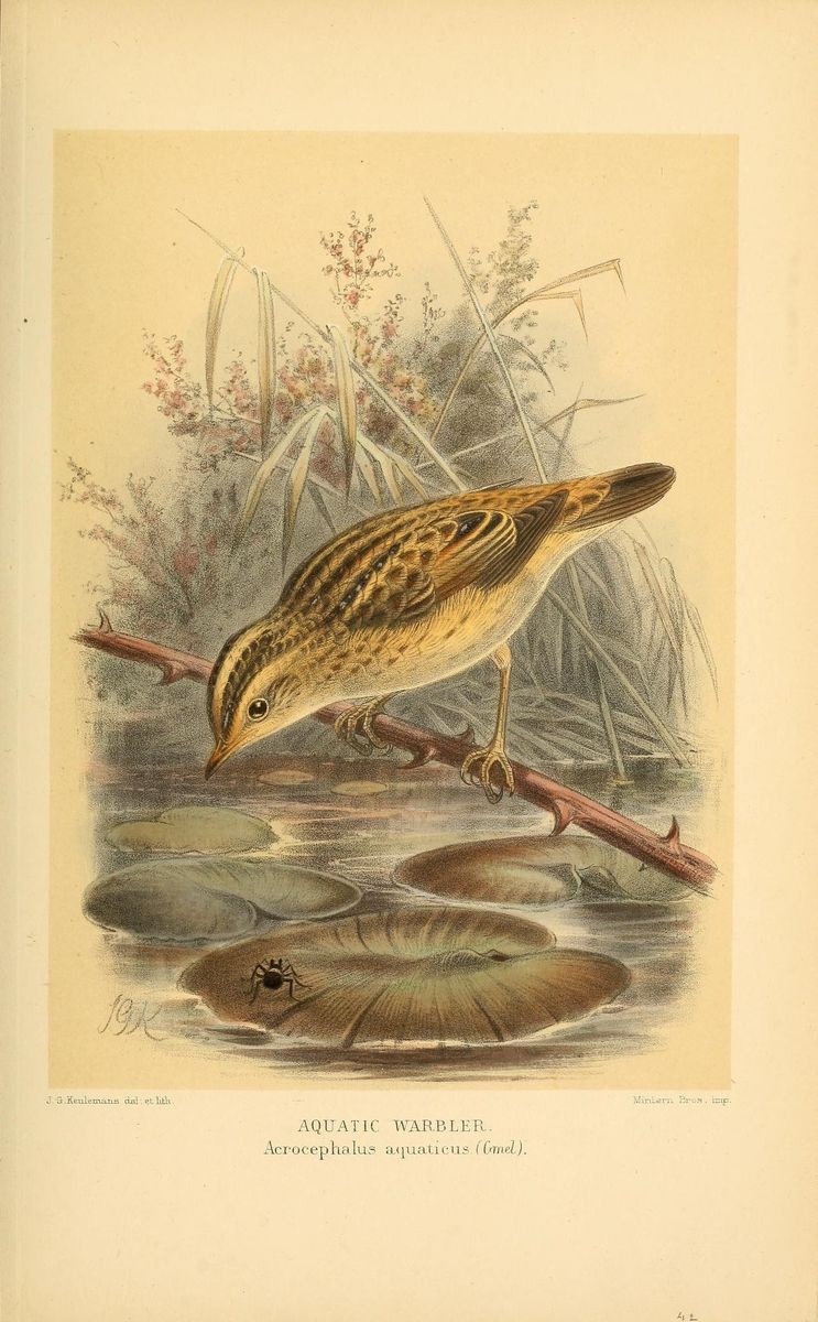 Aquatic Warbler