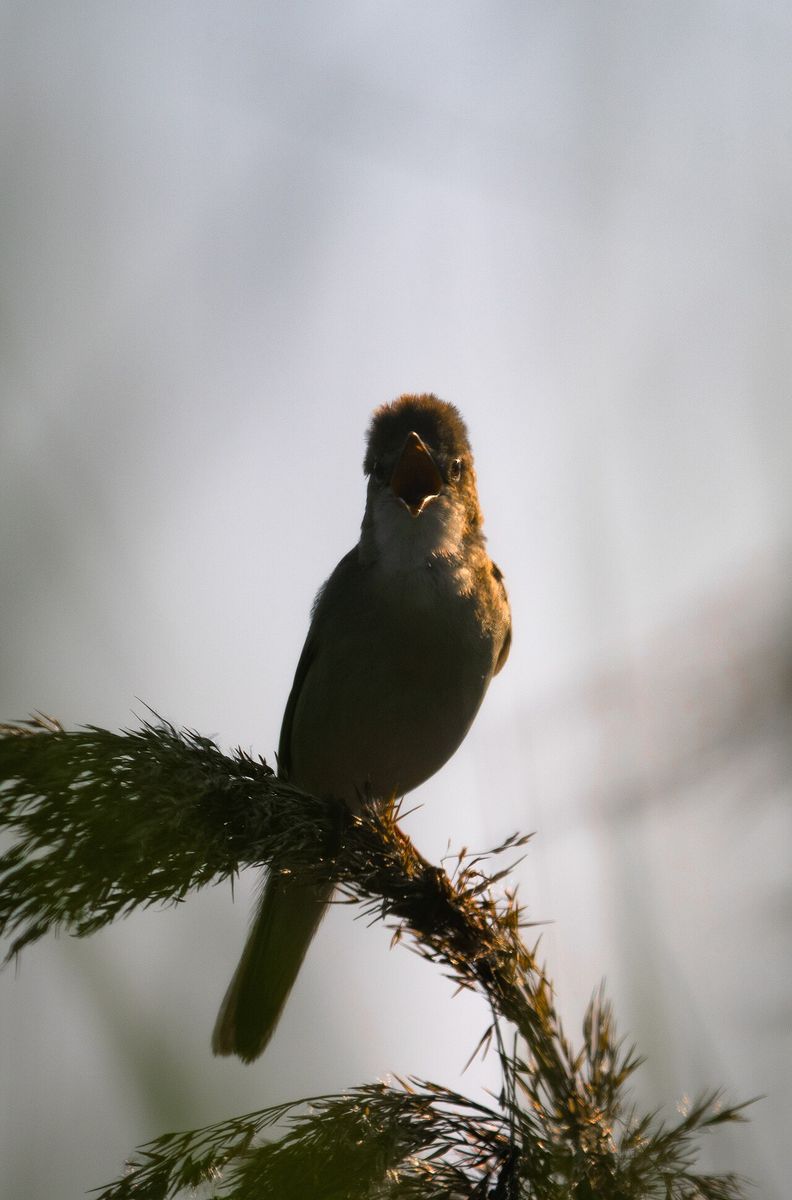 Marsh Warbler