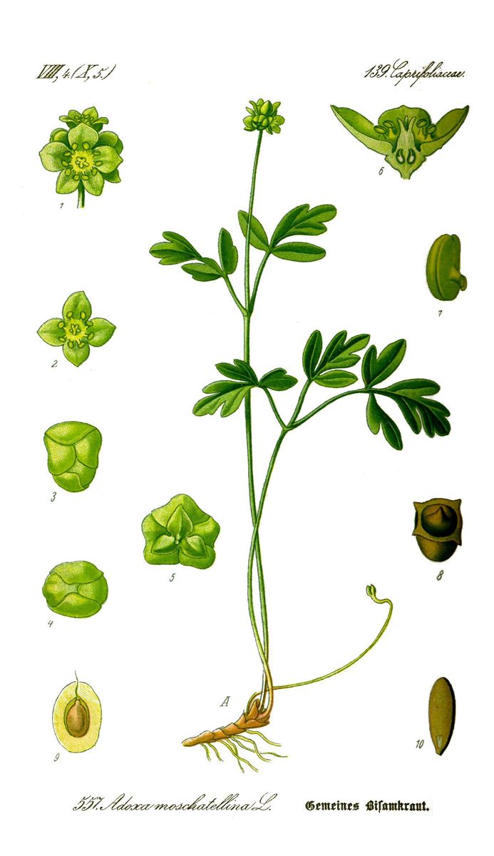 Moschatel