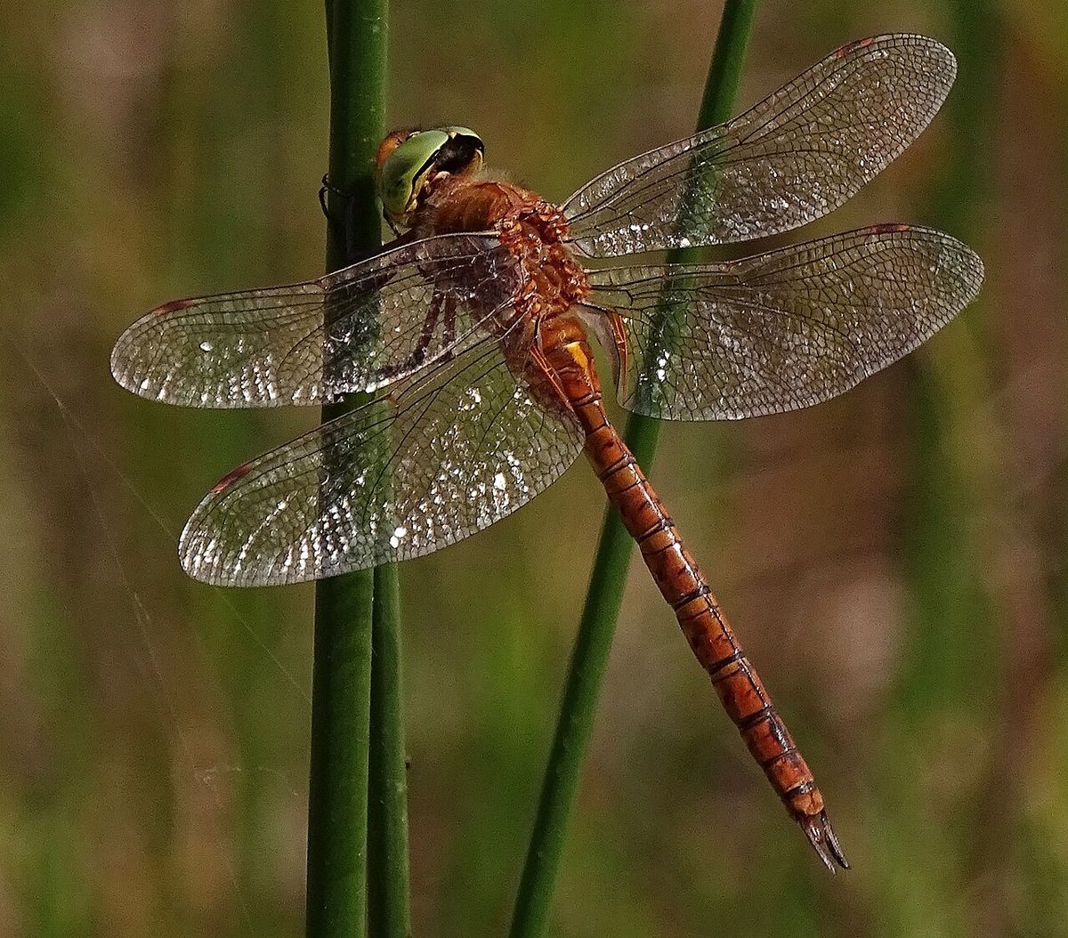 Norfolk Aeshna