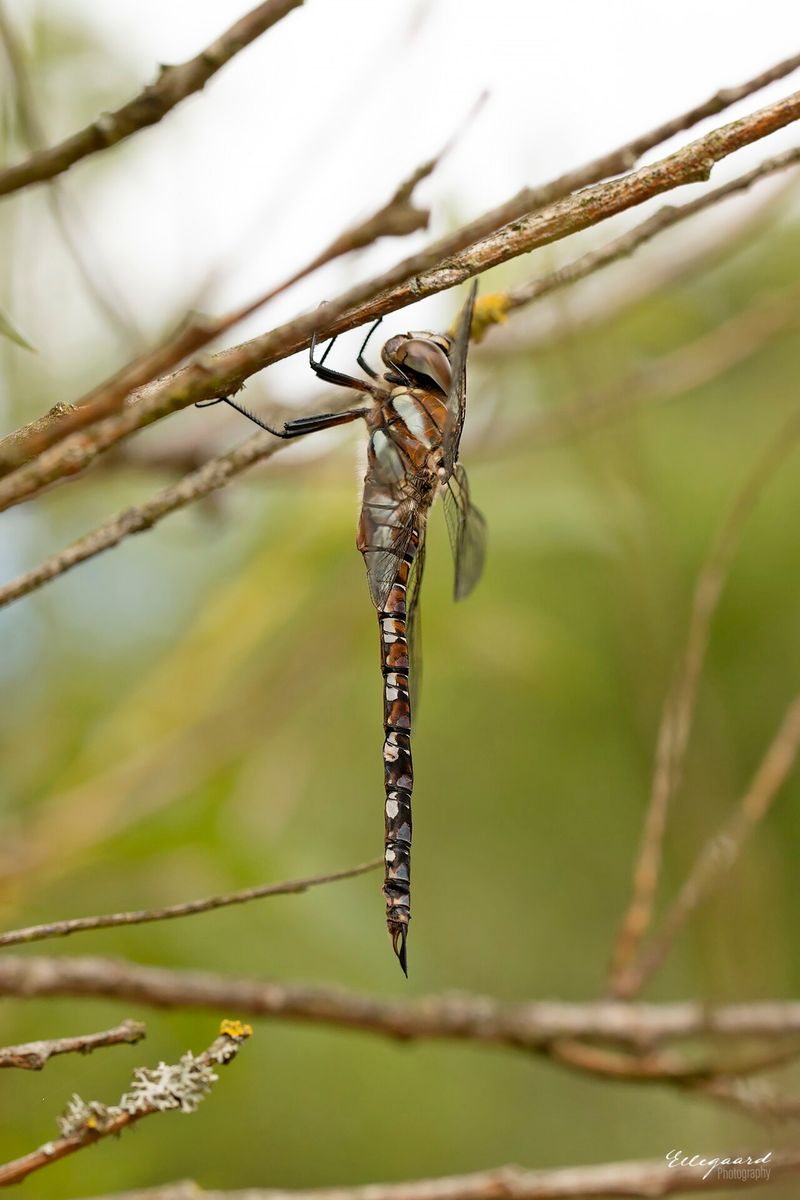 Migrant Hawker