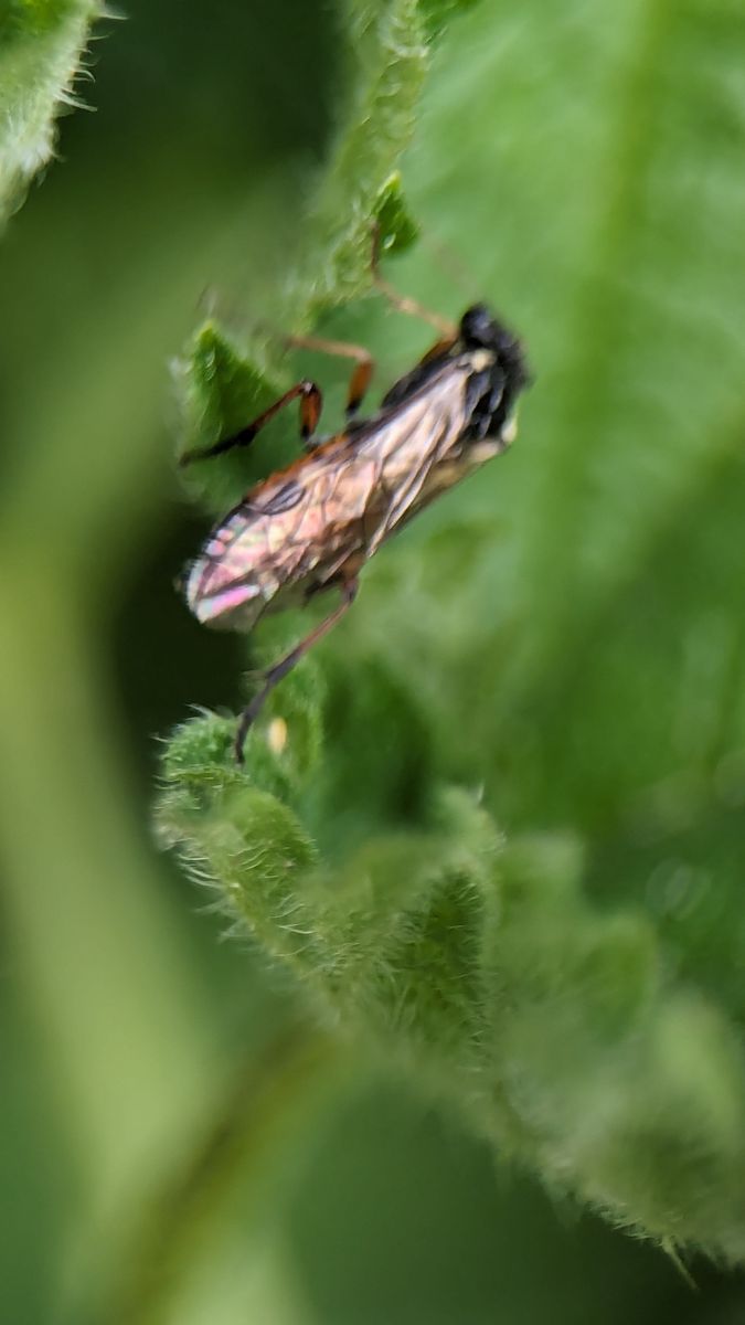 Red-belted Cleaver