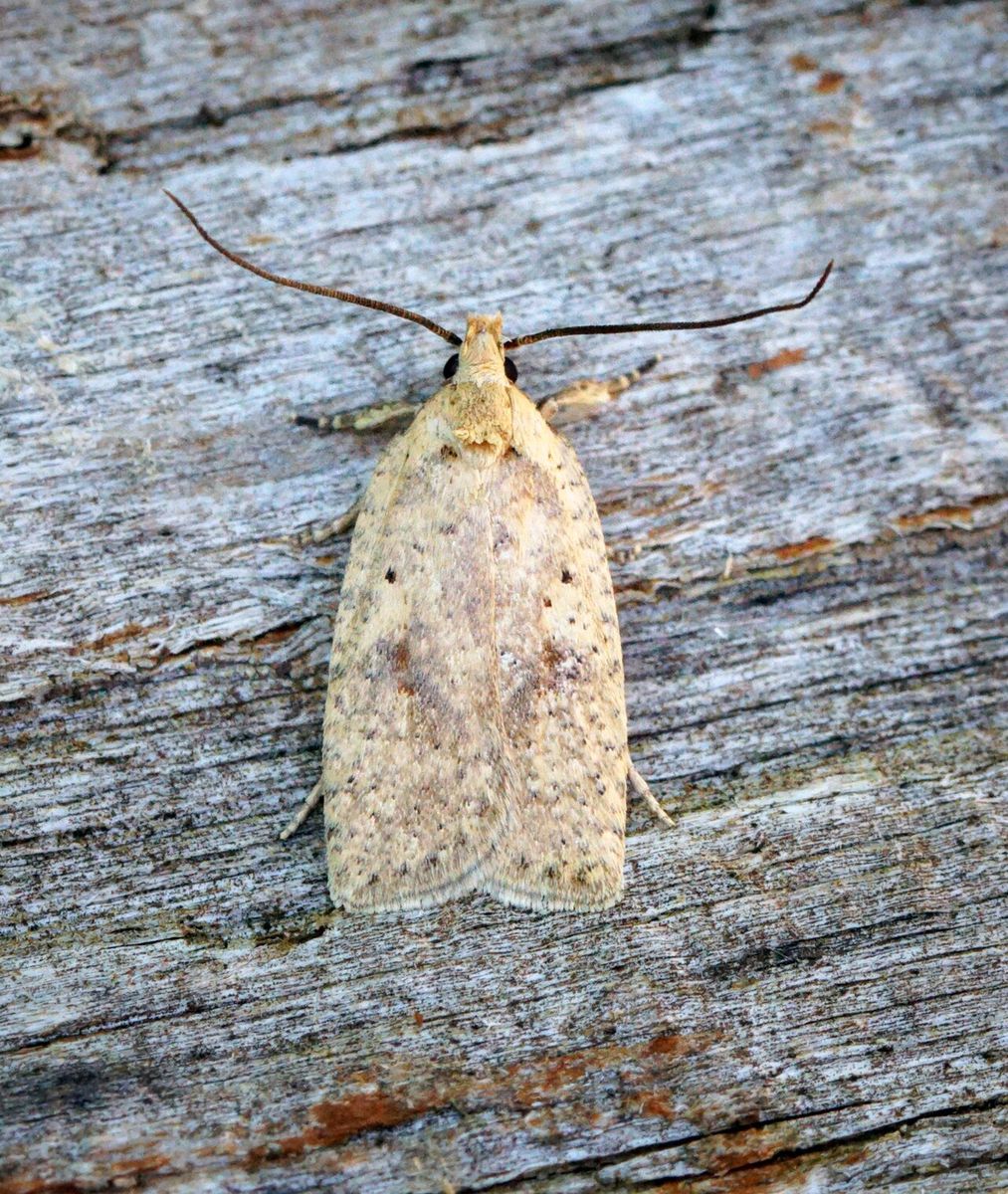 Speckled Broom Buff