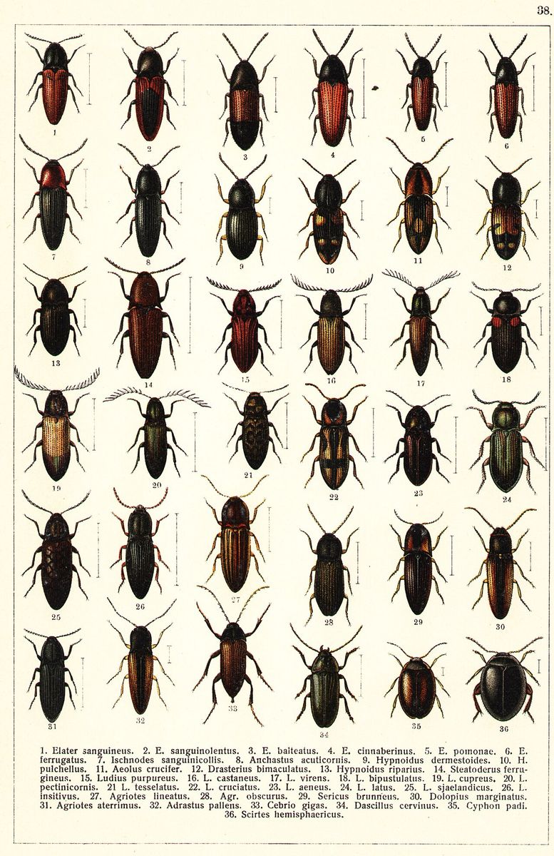 Marsh Click Beetle