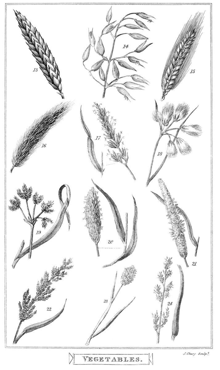 Common Cottongrass