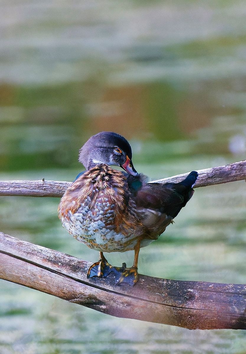 Wood Duck