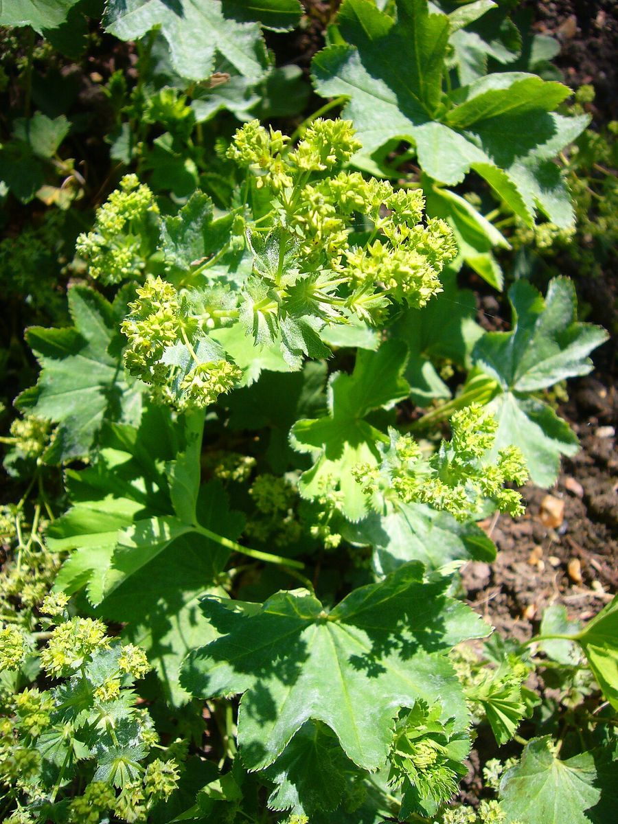 Smooth Lady's-mantle