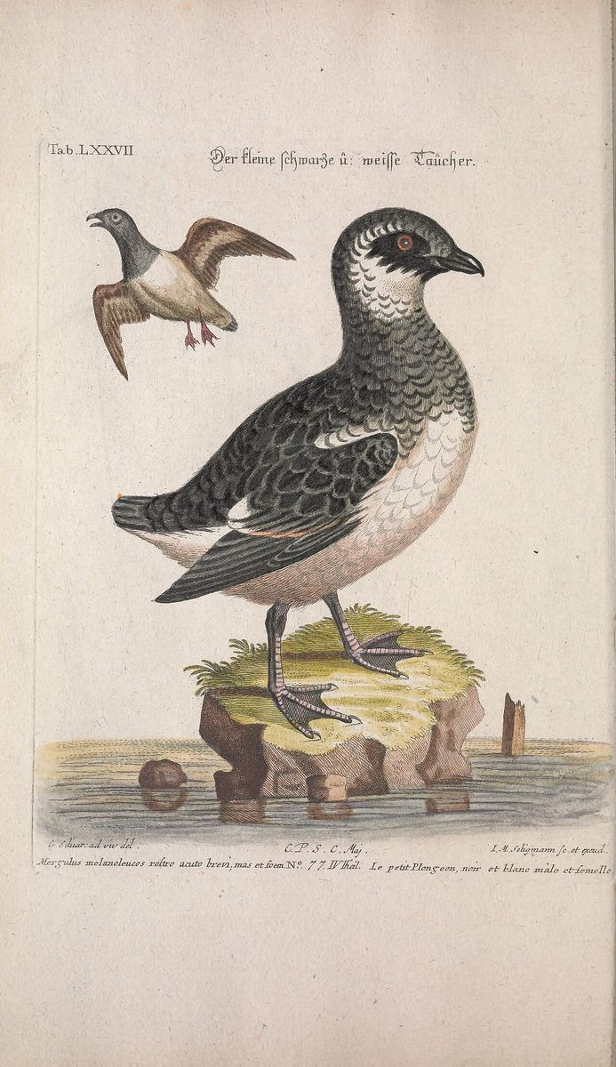 Dovekie