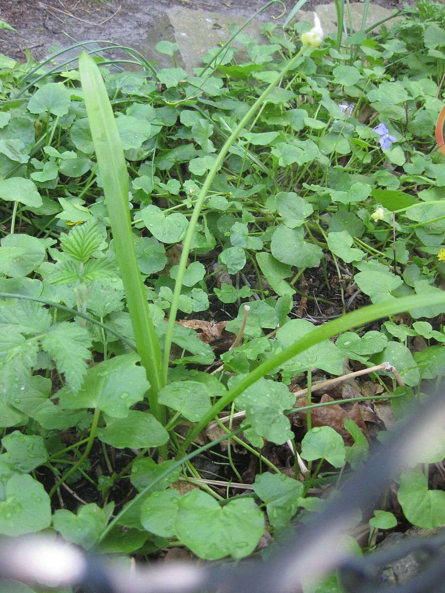 Few-flowered Garlic