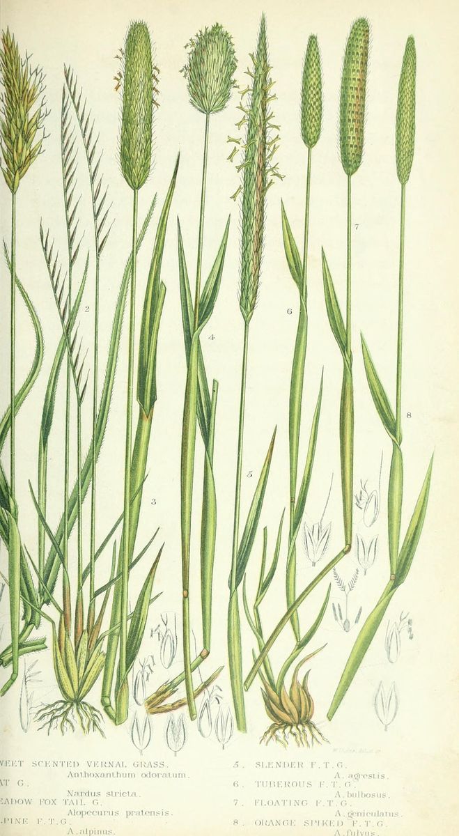 Bulbous Foxtail