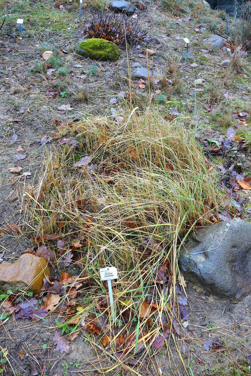Marram