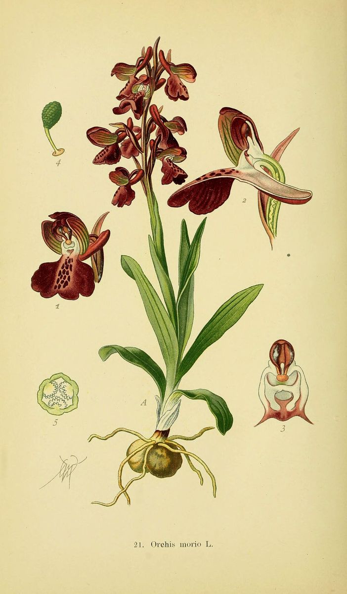 Green-winged Orchid