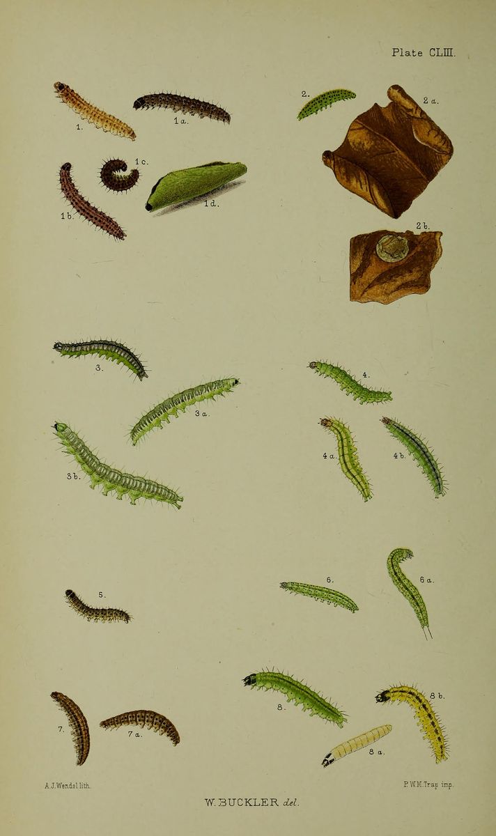 Golden-rod Pearl