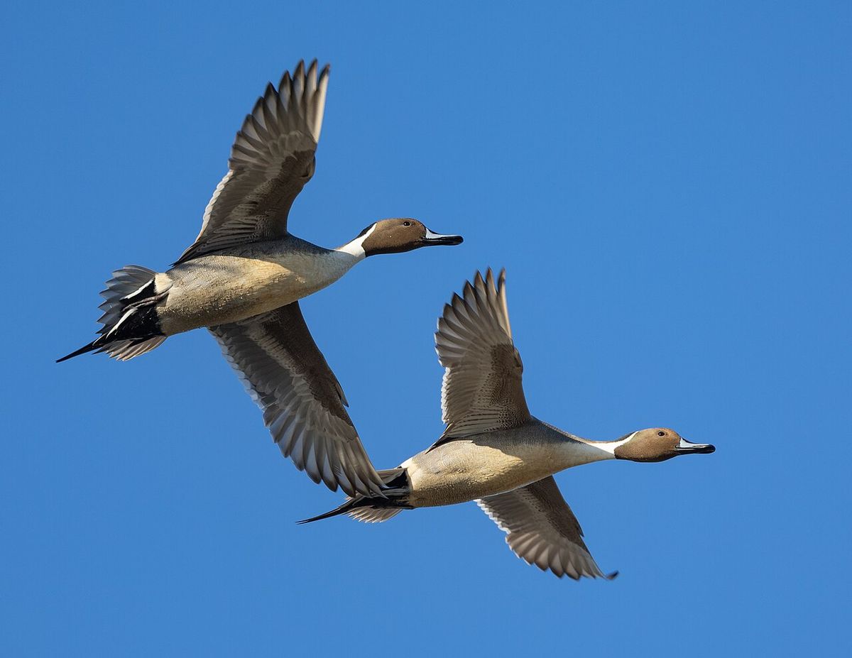 Northern Pintail