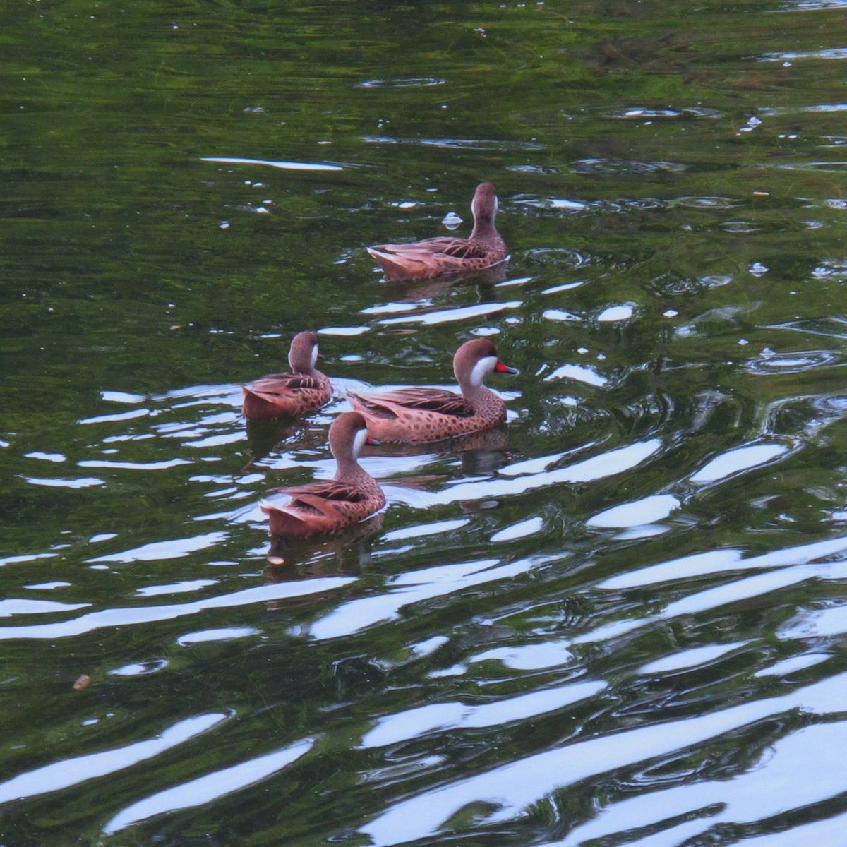 White-cheeked Pintail