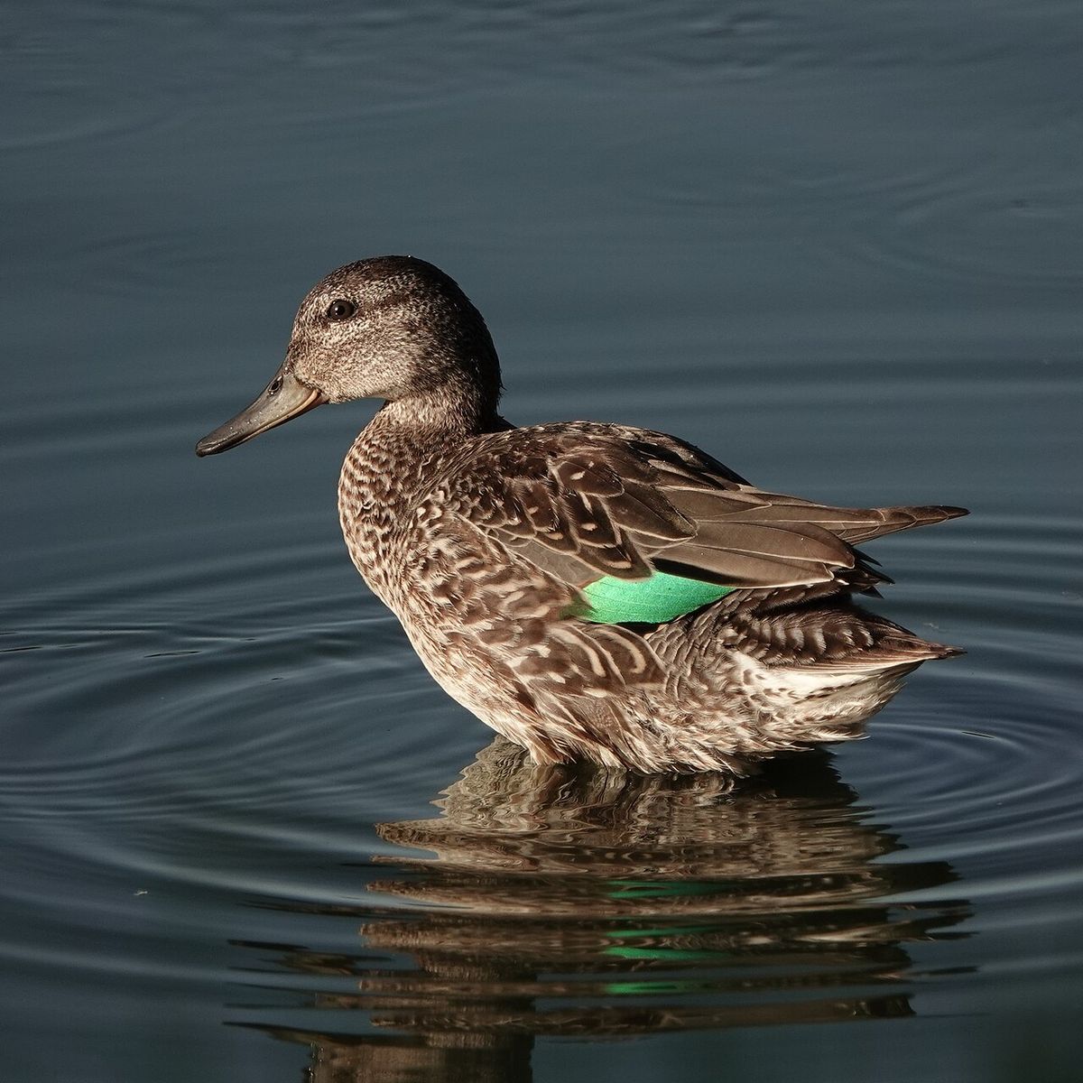 Green-winged Teal
