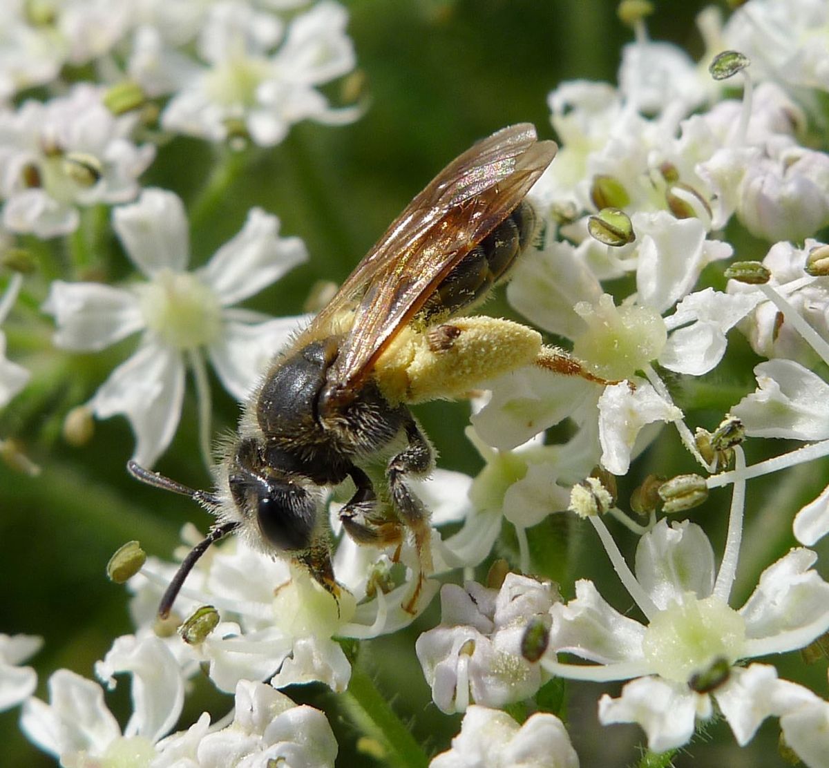 Hawthorn Mining Bee
